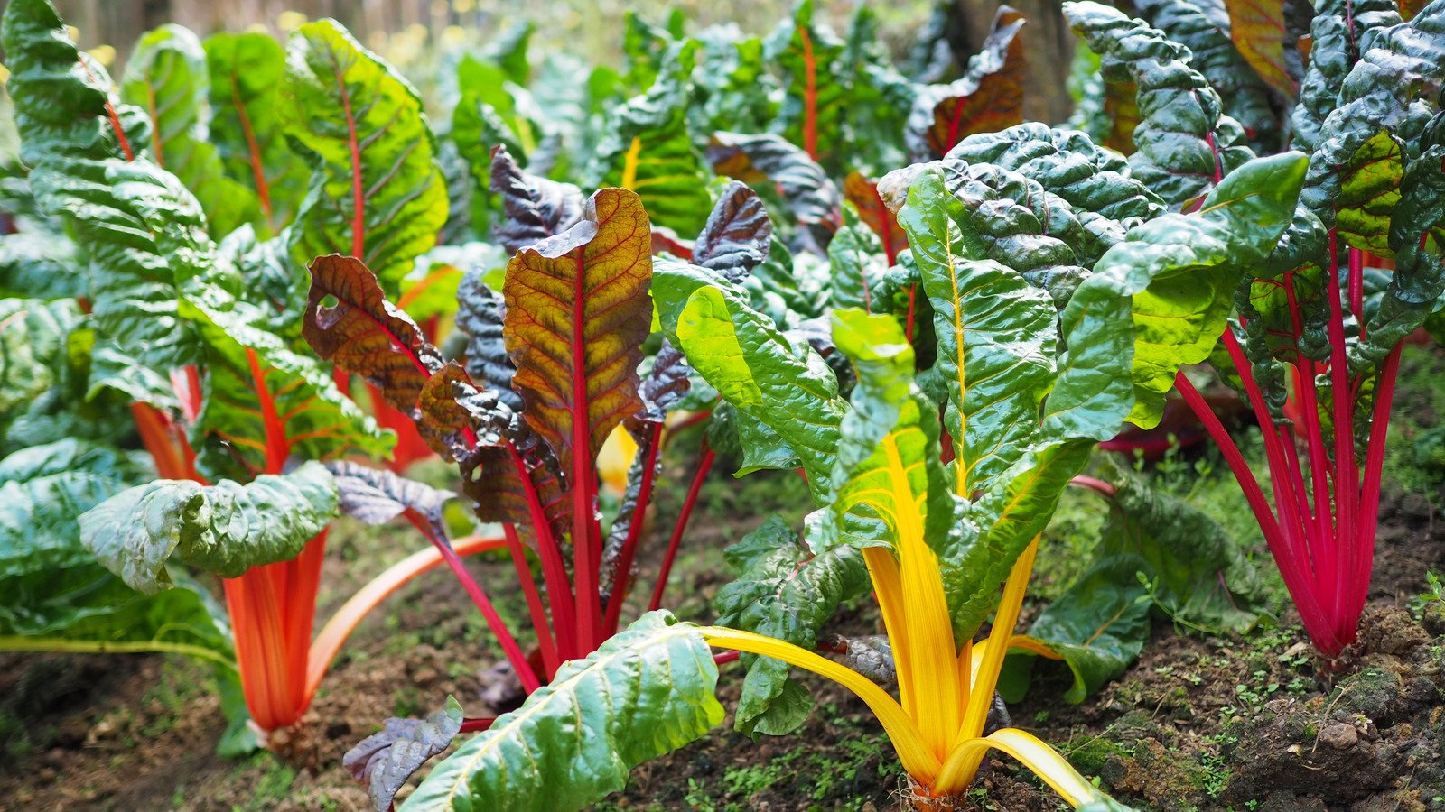 swiss chard crop