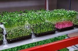 Microgreens trays — Seechur Agro